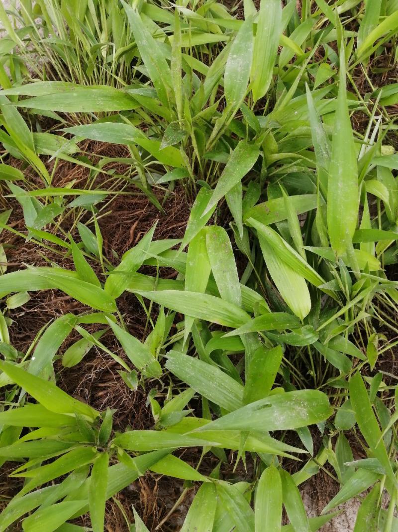 淡竹叶重庆淡竹叶药材淡竹叶大量提供