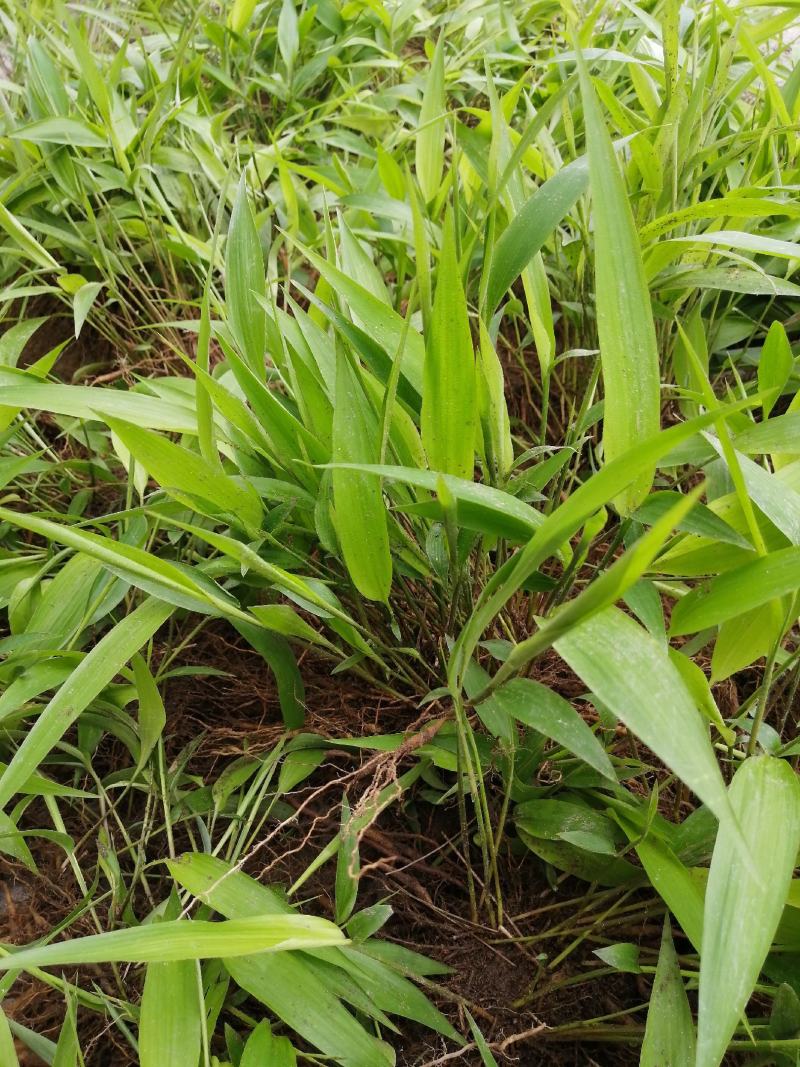淡竹叶重庆淡竹叶药材淡竹叶大量提供