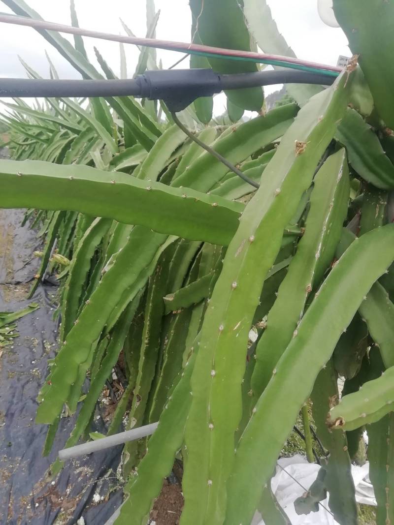 金都一号火龙果优质果苗，红皮红心纯种大枝！