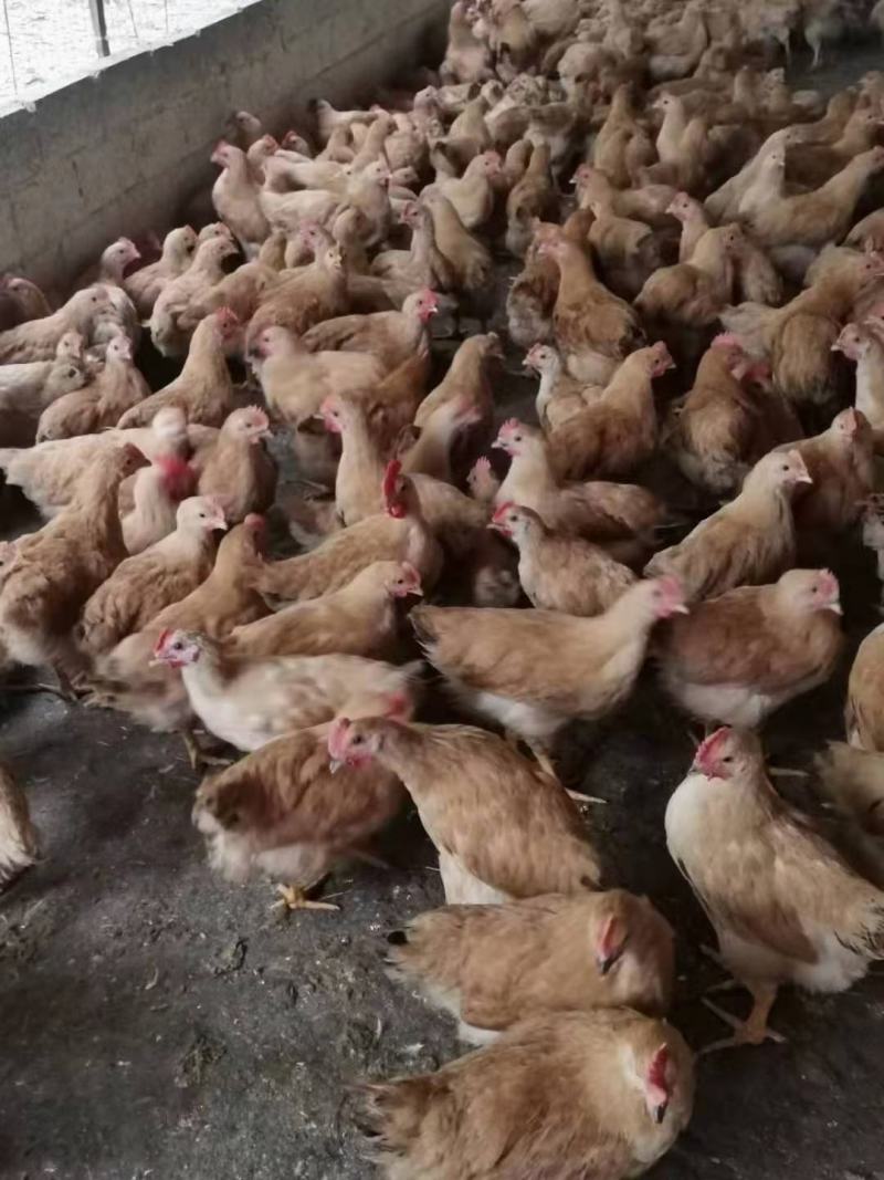 三黄阉，土阉，麻阉，K9，各品种项鸡，等等，