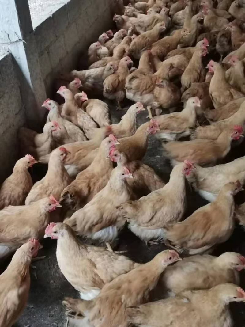 三黄阉，土阉，麻阉，K9，各品种项鸡，等等，