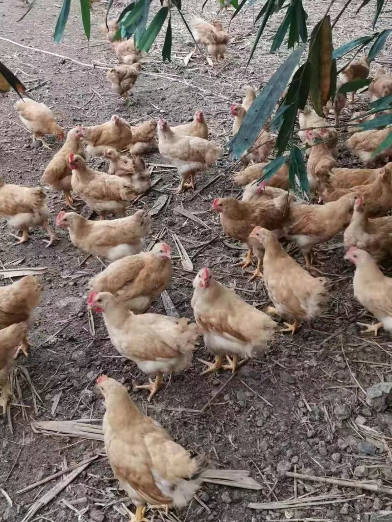 三黄阉，土阉，麻阉，K9，各品种项鸡，等等，