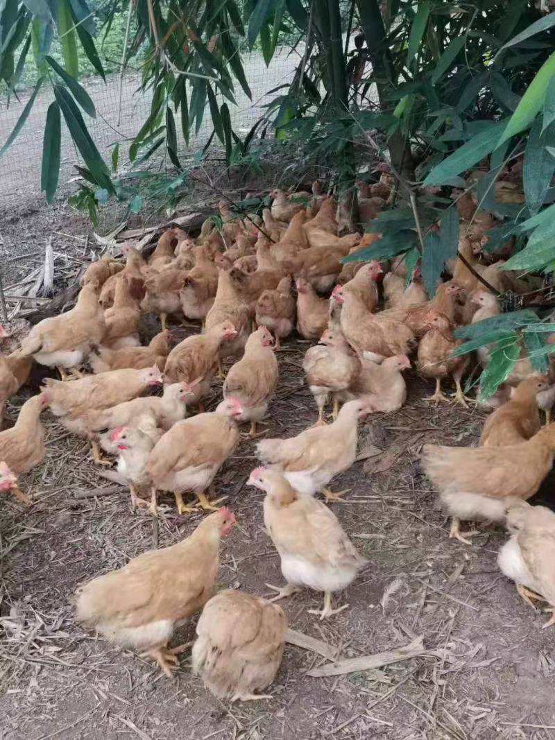 三黄阉，土阉，麻阉，K9，各品种项鸡，等等，