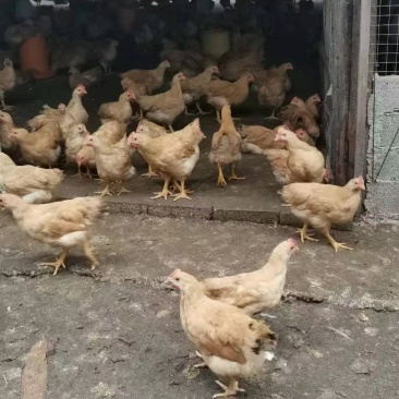 三黄阉，土阉，麻阉，K9，各品种项鸡，等等，