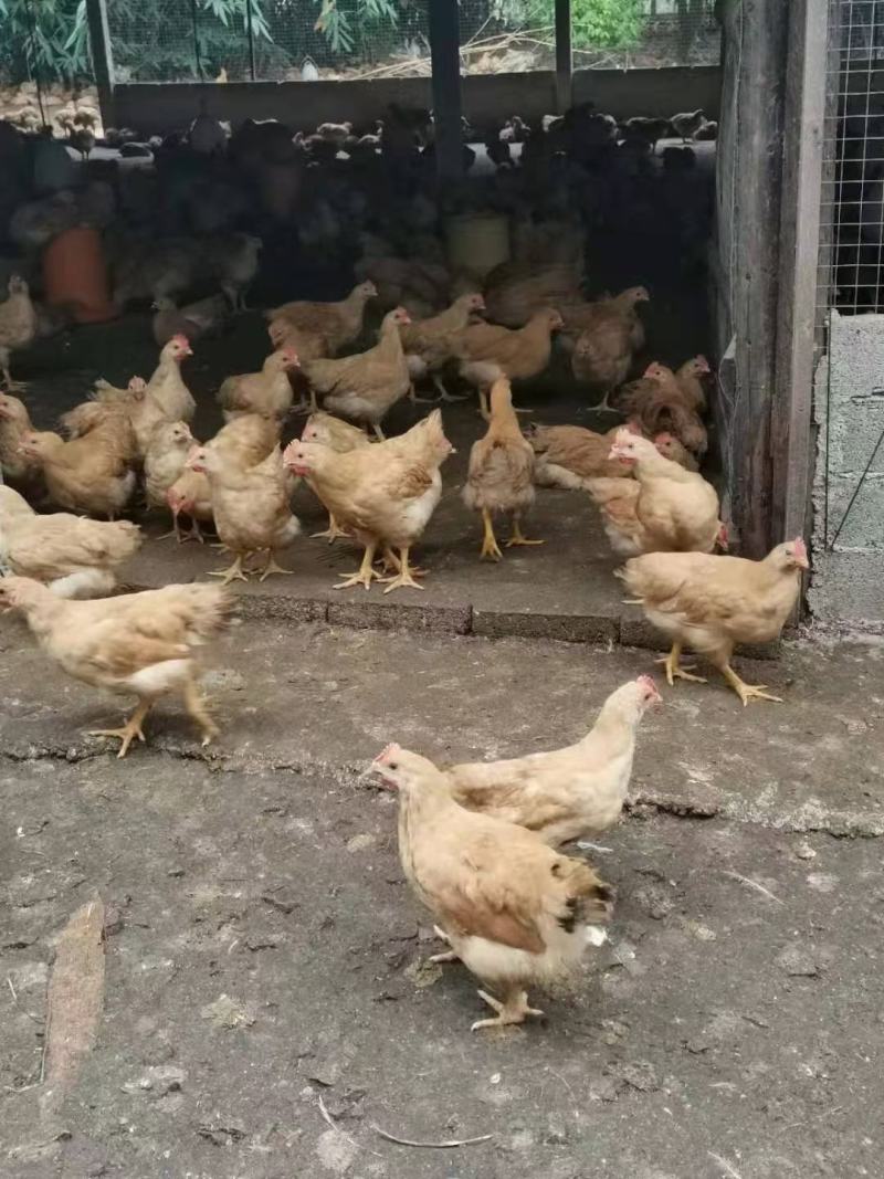 三黄阉，土阉，麻阉，K9，各品种项鸡，等等，