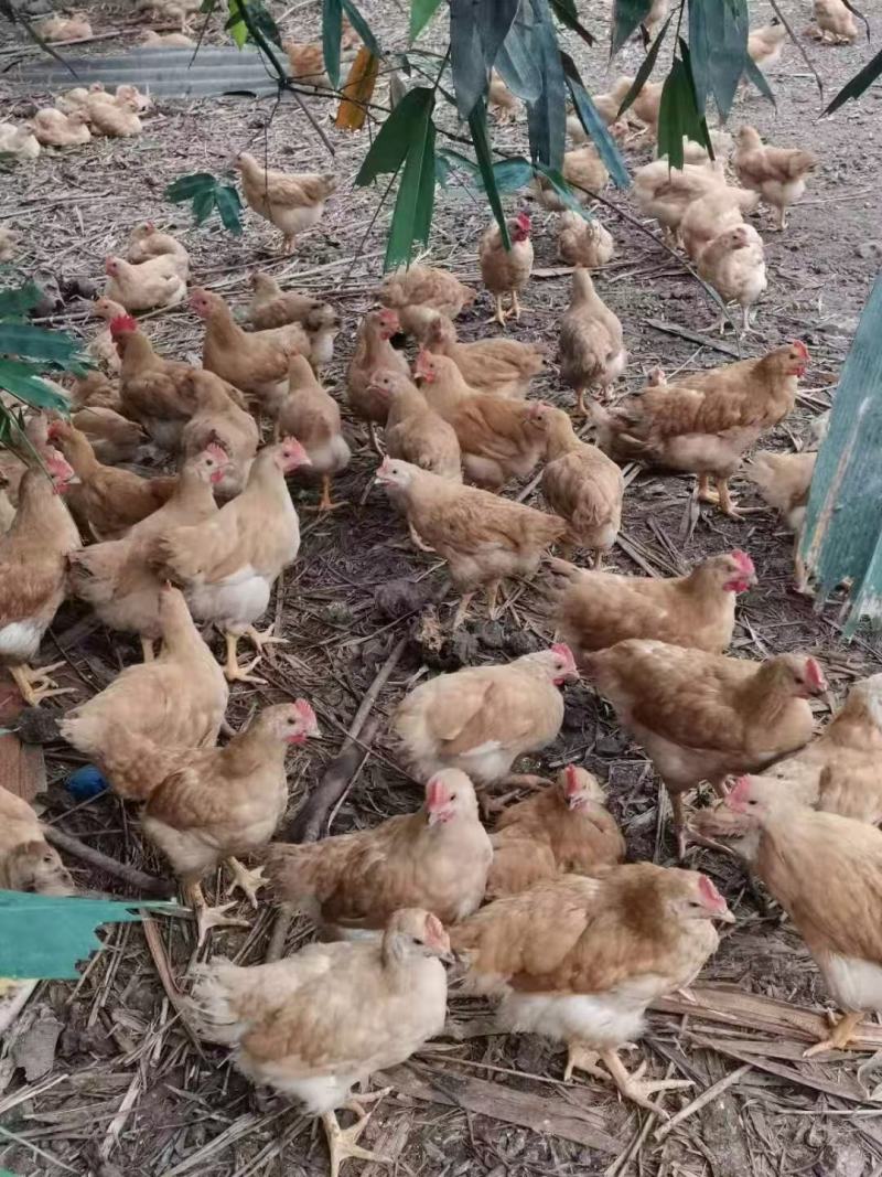 三黄阉，土阉，麻阉，K9，各品种项鸡，等等，