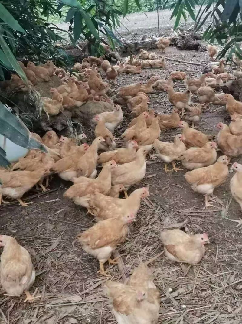 三黄阉，土阉，麻阉，K9，各品种项鸡，等等，