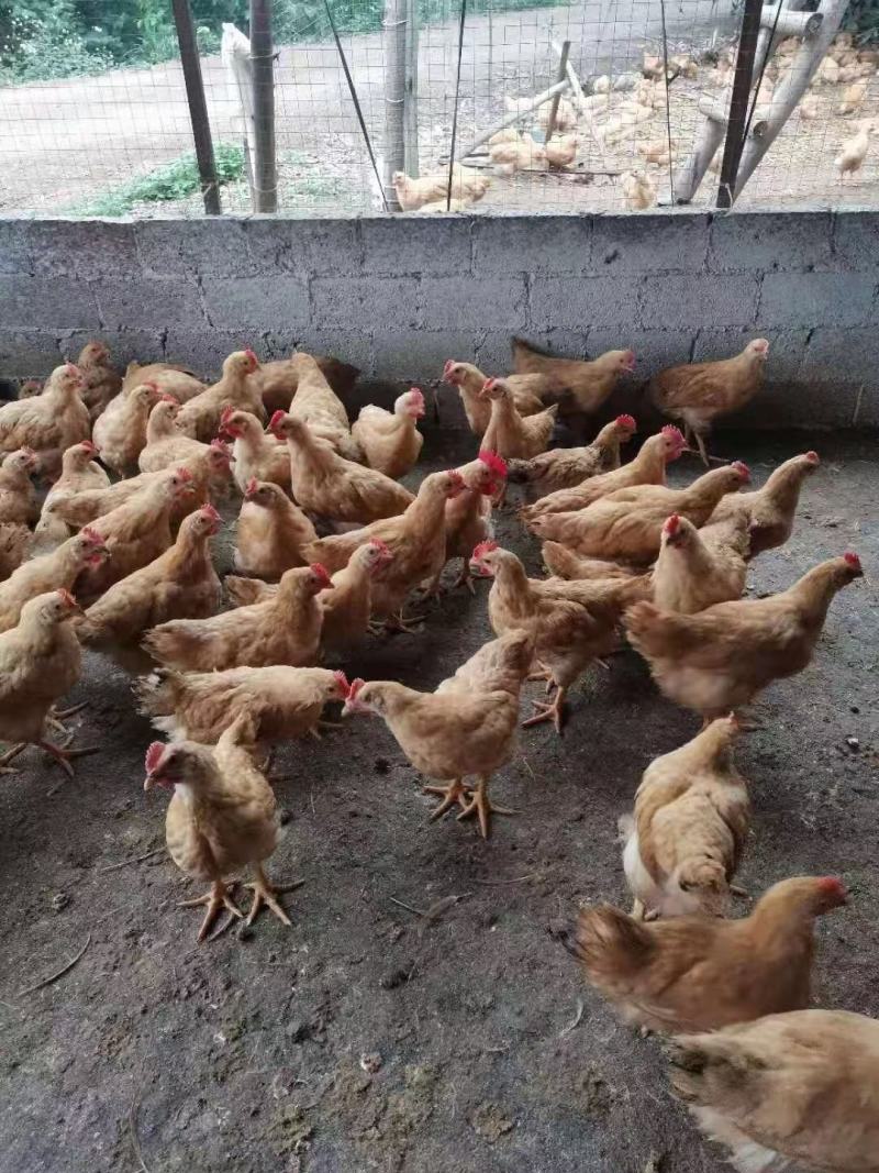 三黄阉，土阉，麻阉，K9，各品种项鸡，等等，