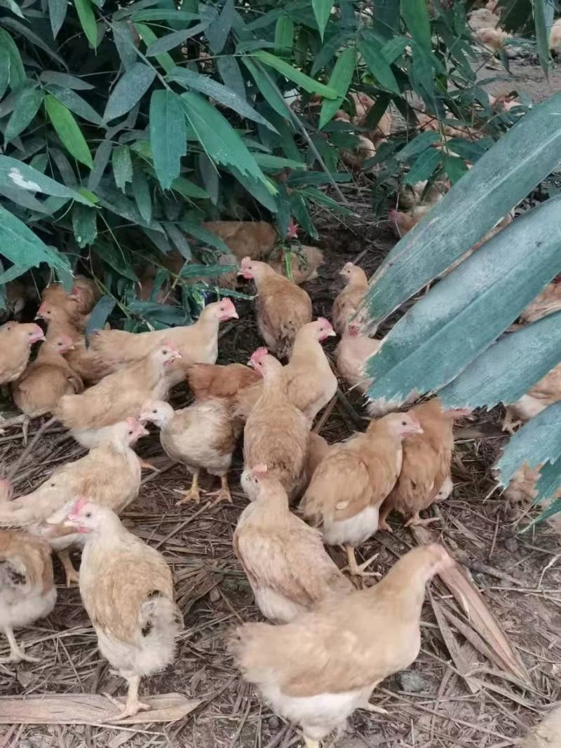 三黄阉，土阉，麻阉，K9，各品种项鸡，等等，