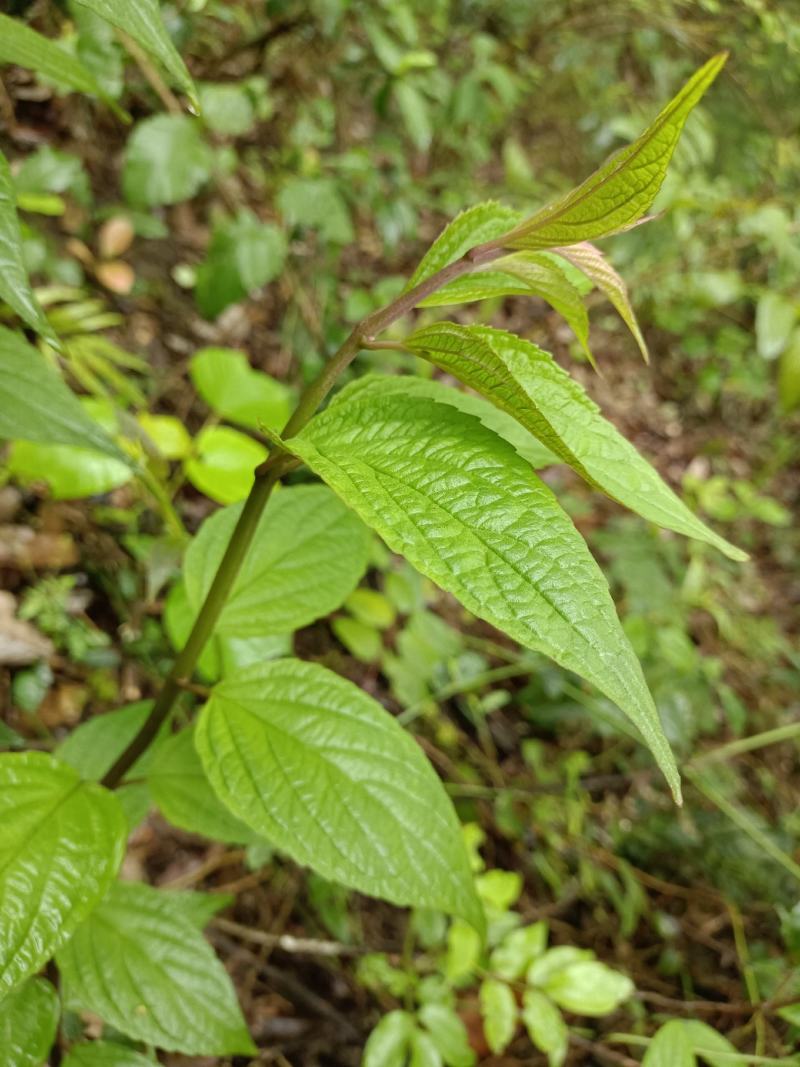 锥花莸，密花莸、紫红鞭，做药用
