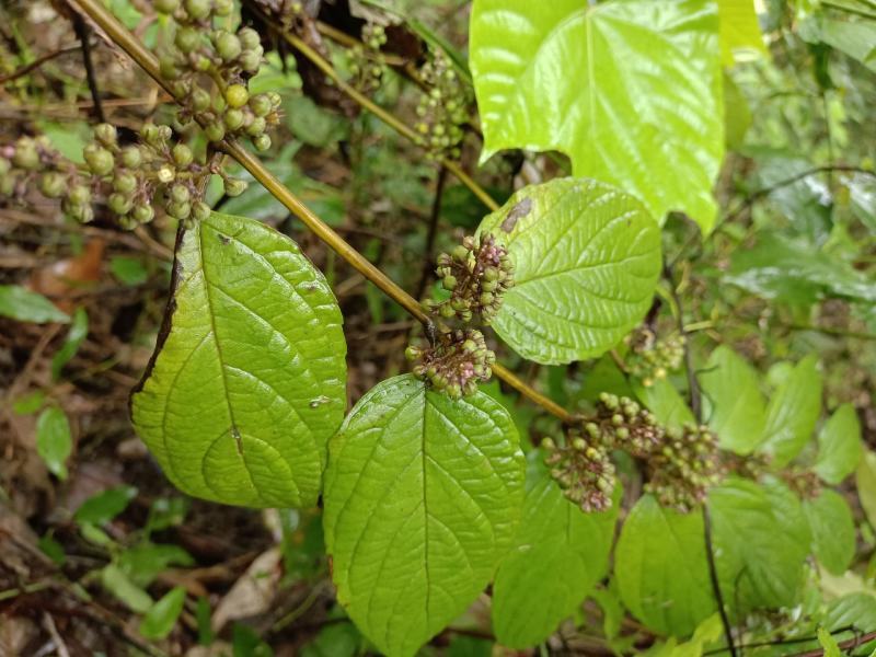 锥花莸，密花莸、紫红鞭，做药用