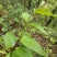 锥花莸，密花莸、紫红鞭，做药用