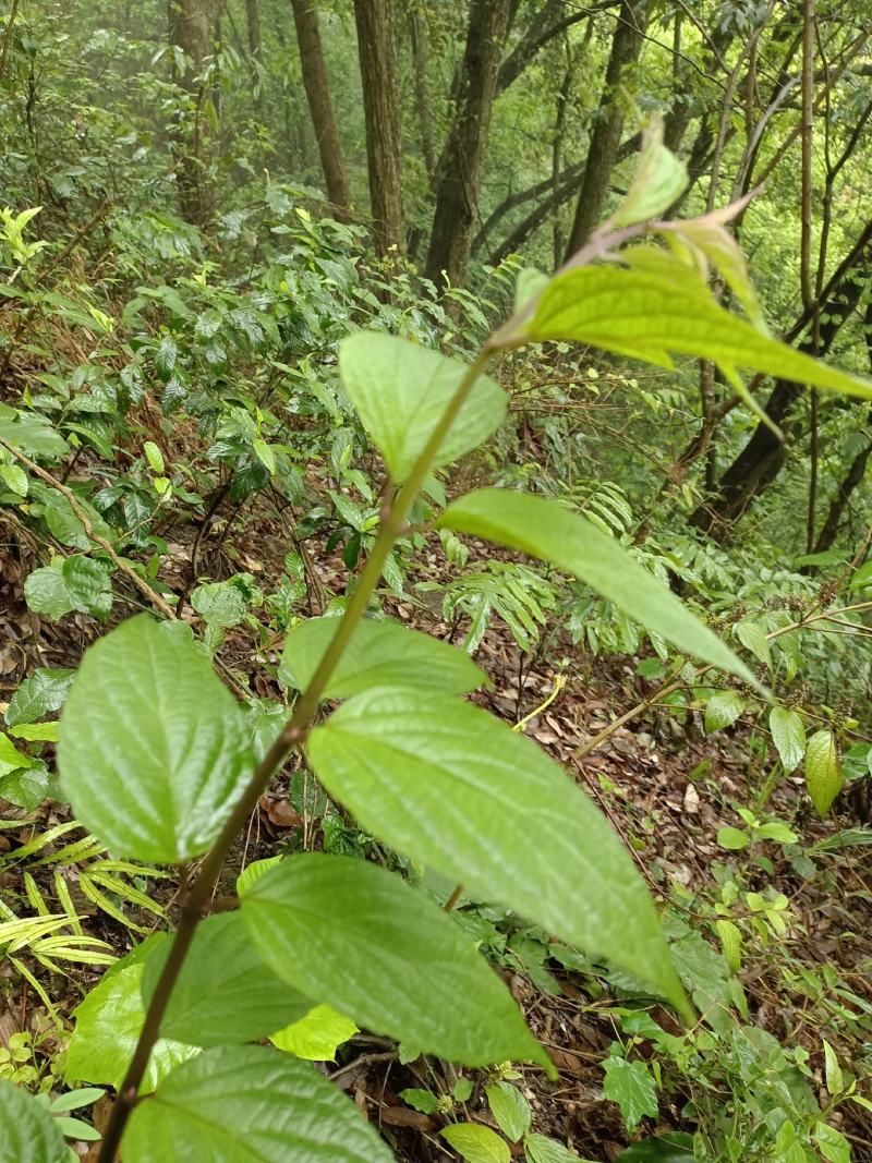 锥花莸，密花莸、紫红鞭，做药用