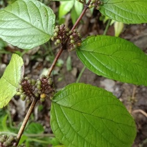 锥花莸，密花莸、紫红鞭，做药用