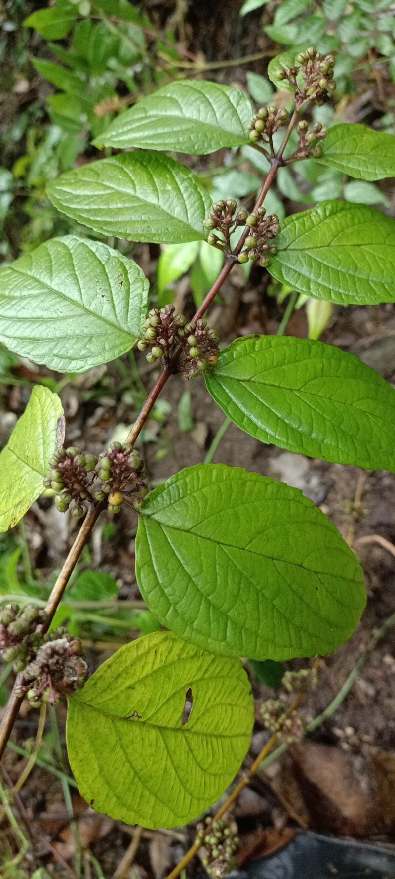 锥花莸，密花莸、紫红鞭，做药用