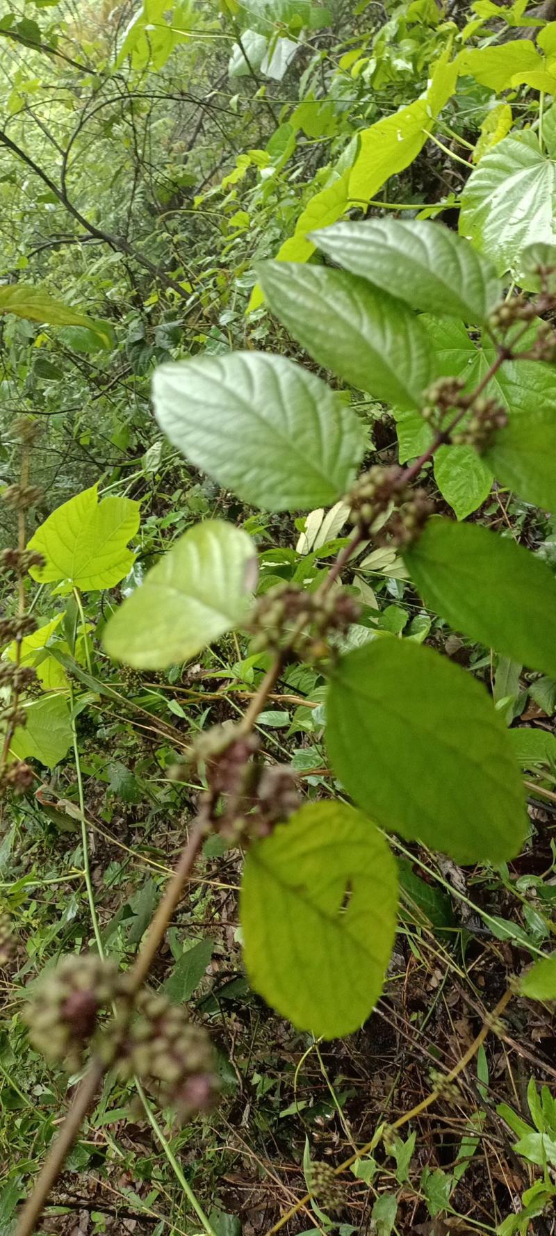 锥花莸，密花莸、紫红鞭，做药用