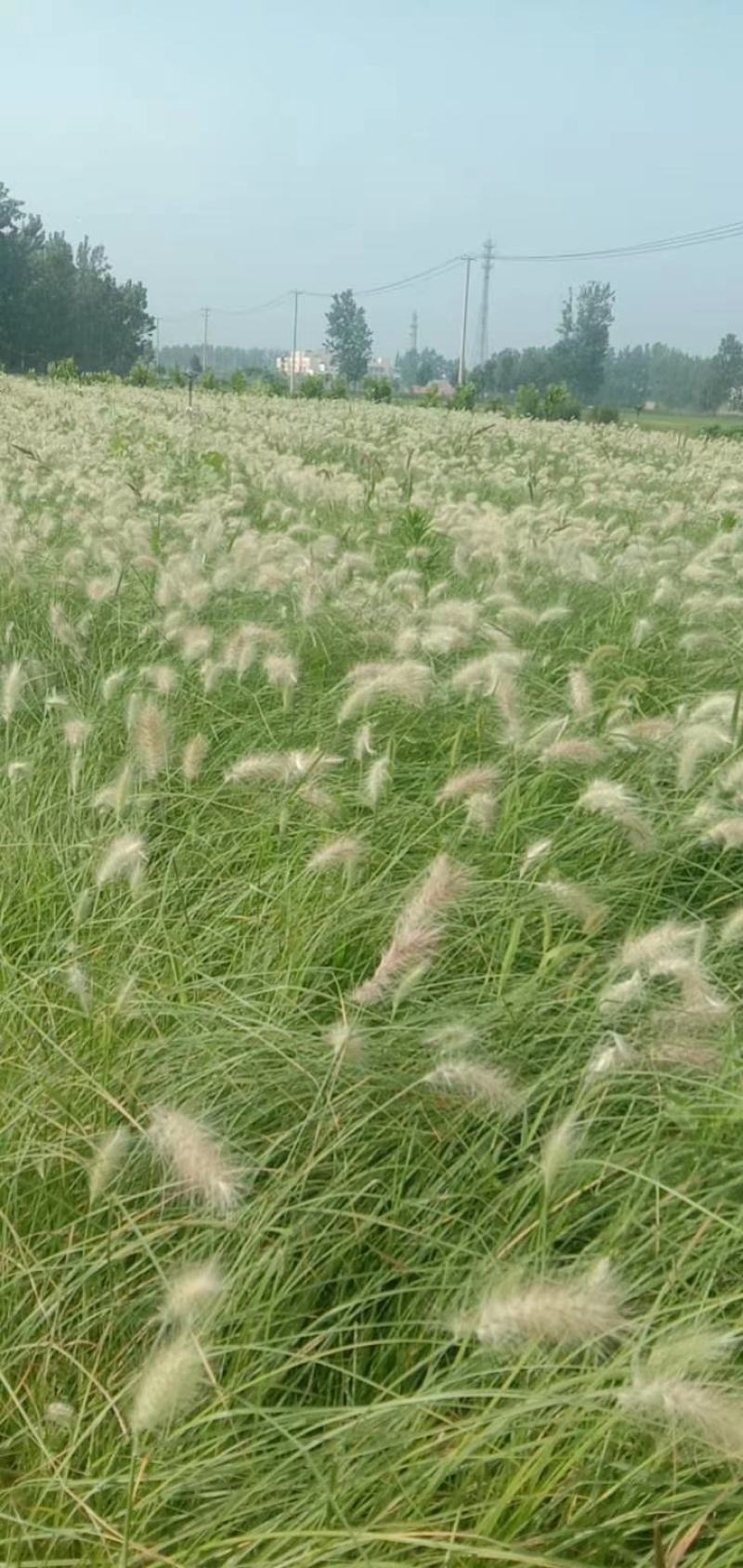 狼尾草细叶芒各种草花地被绿篱苗圃大量出售大小规格均有