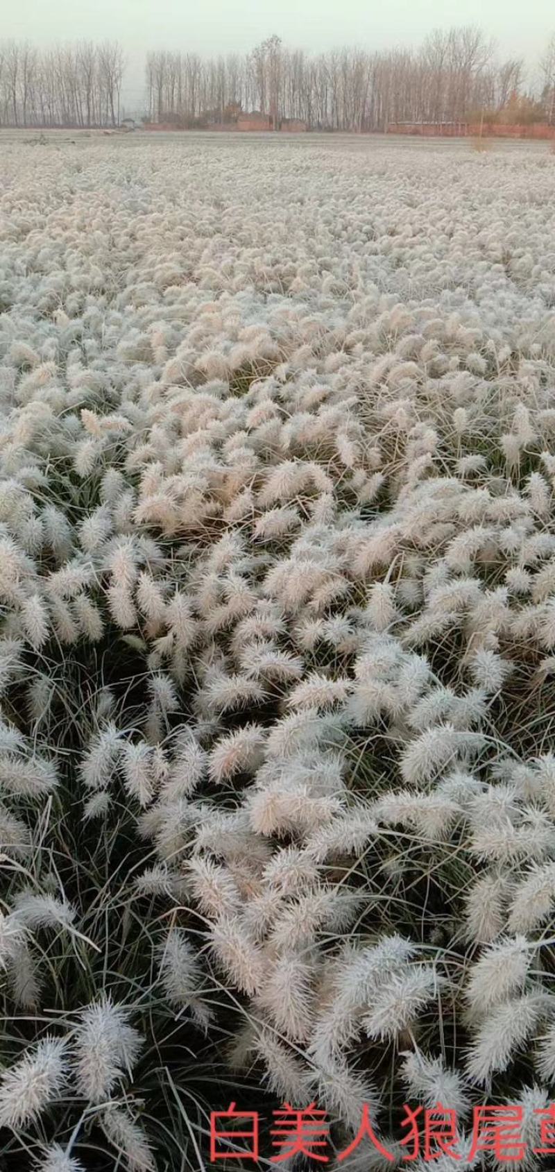 狼尾草细叶芒各种草花地被绿篱苗圃大量出售大小规格均有