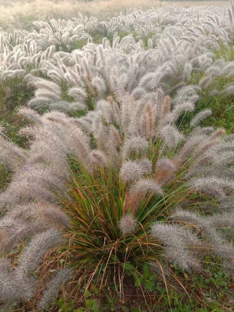 狼尾草细叶芒各种草花地被绿篱苗圃大量出售大小规格均有
