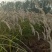 狼尾草细叶芒各种草花地被绿篱苗圃大量出售大小规格均有