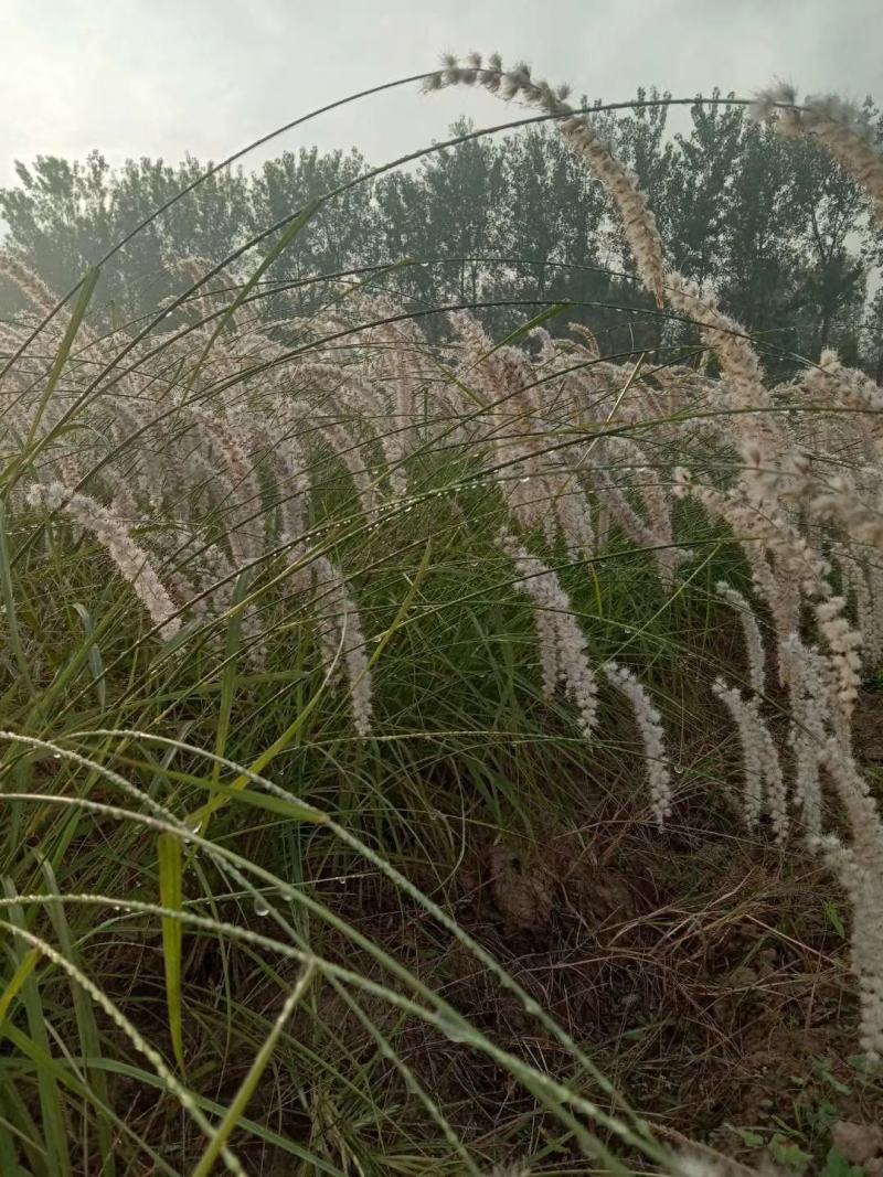 狼尾草细叶芒各种草花地被绿篱苗圃大量出售大小规格均有