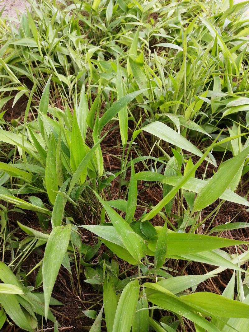 淡竹叶药材苗淡竹叶药材淡竹叶药材淡竹叶基地