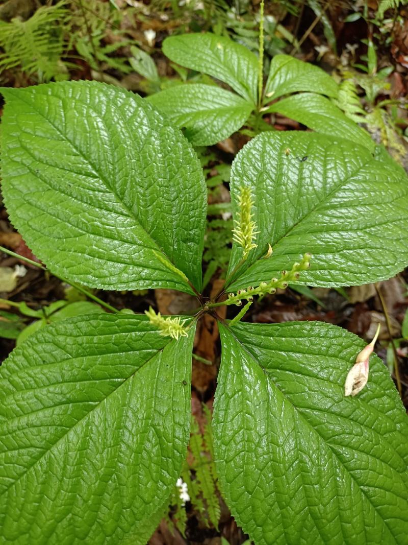 野生中药材四块瓦出售，需要的下单。