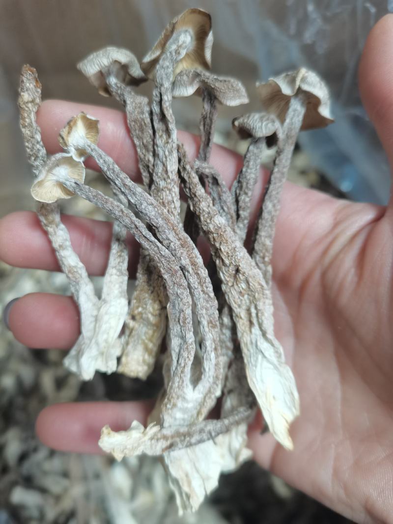 鹿茸菇古田现货原干产地批发小条中条切根原干净重