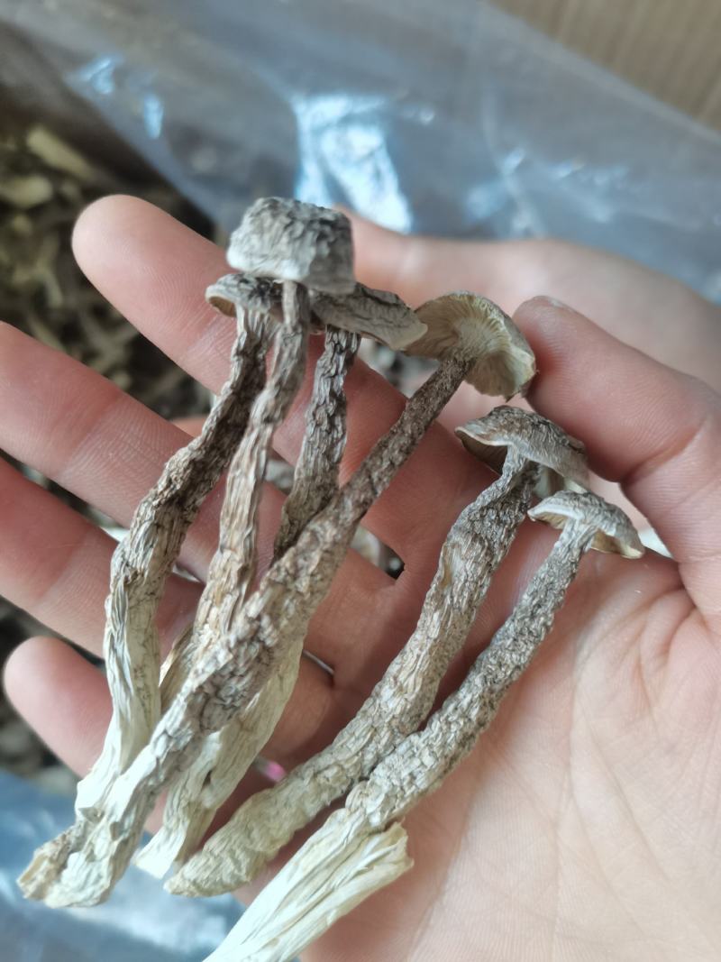 鹿茸菇古田现货原干产地批发小条中条切根原干净重