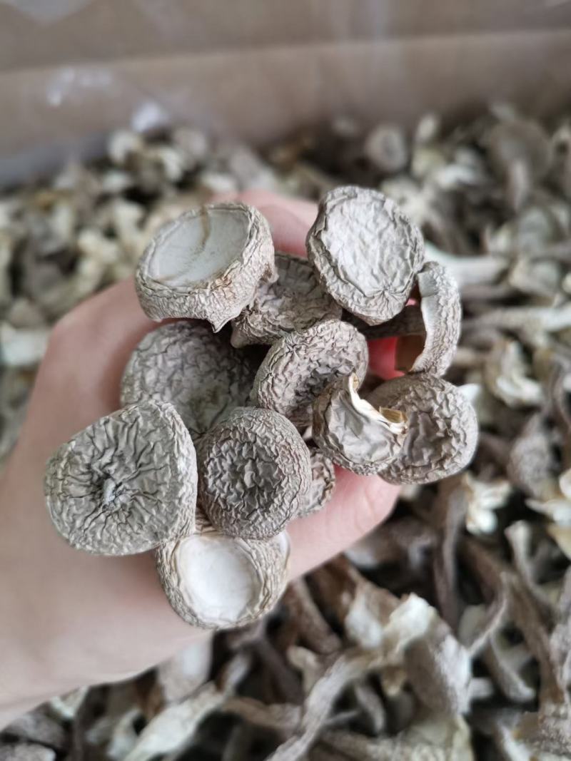 鹿茸菇古田现货原干产地批发小条中条切根原干净重