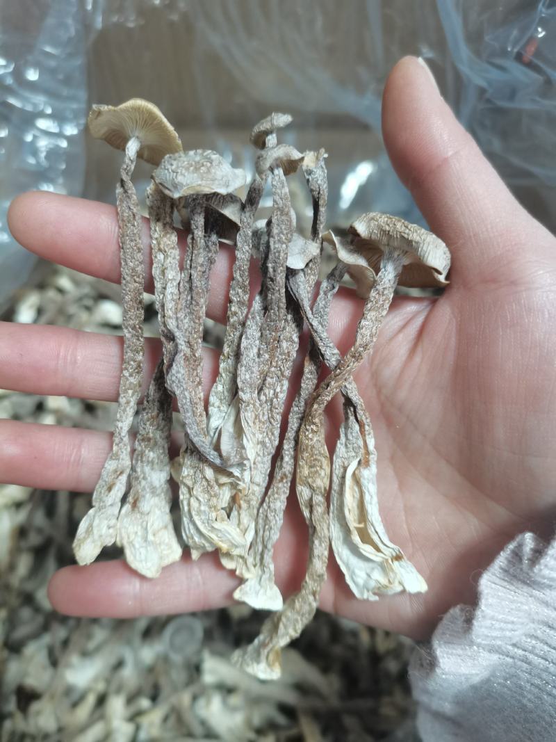 鹿茸菇古田现货原干产地批发小条中条切根原干净重