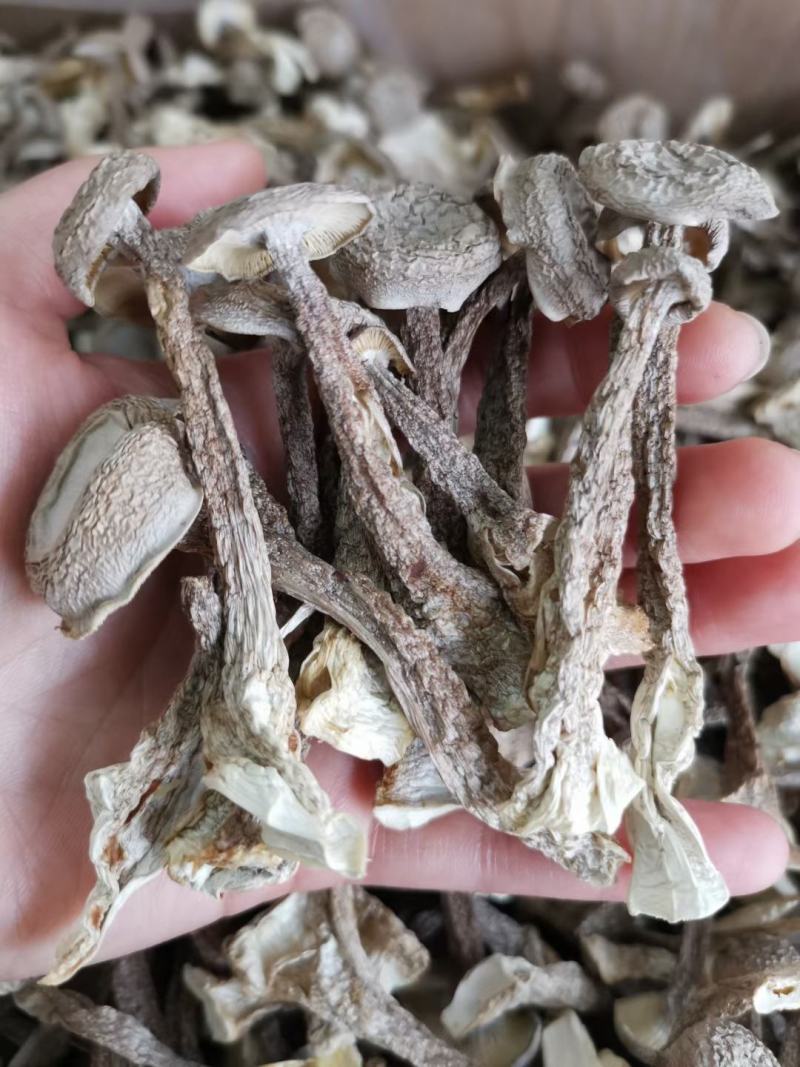 鹿茸菇古田现货原干产地批发小条中条切根原干净重