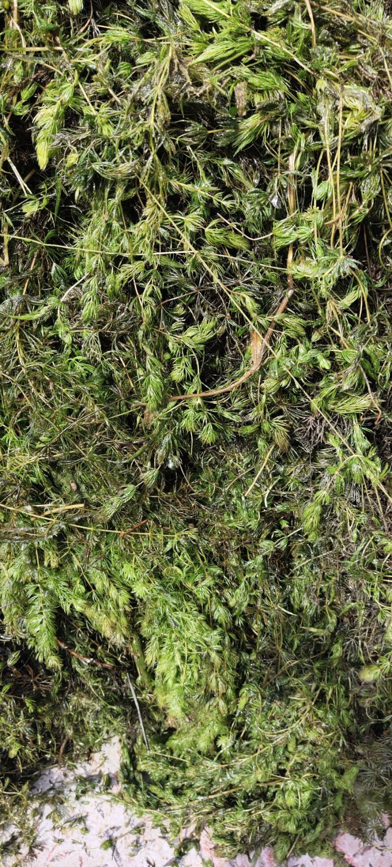金鱼藻，水生植物，水生金鱼藻，养殖金鱼藻……