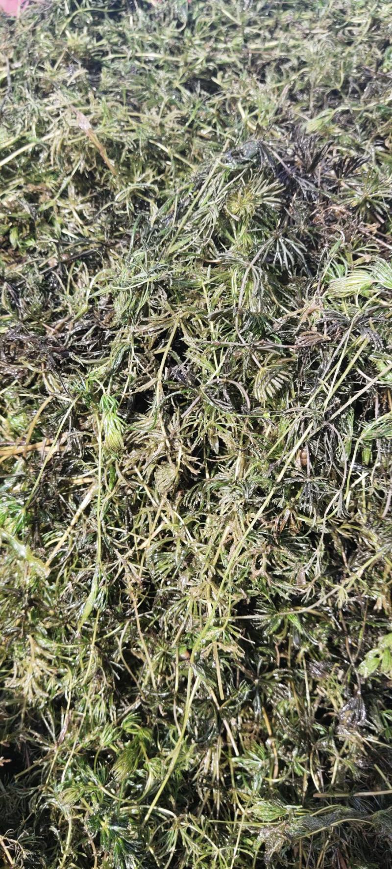 金鱼藻，水生植物，水生金鱼藻，养殖金鱼藻……