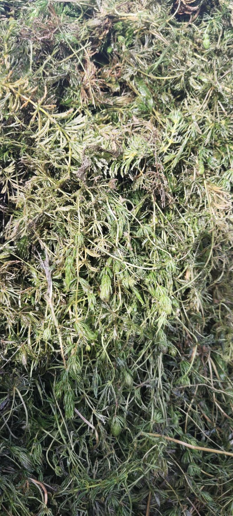 金鱼藻，水生植物，水生金鱼藻，养殖金鱼藻……