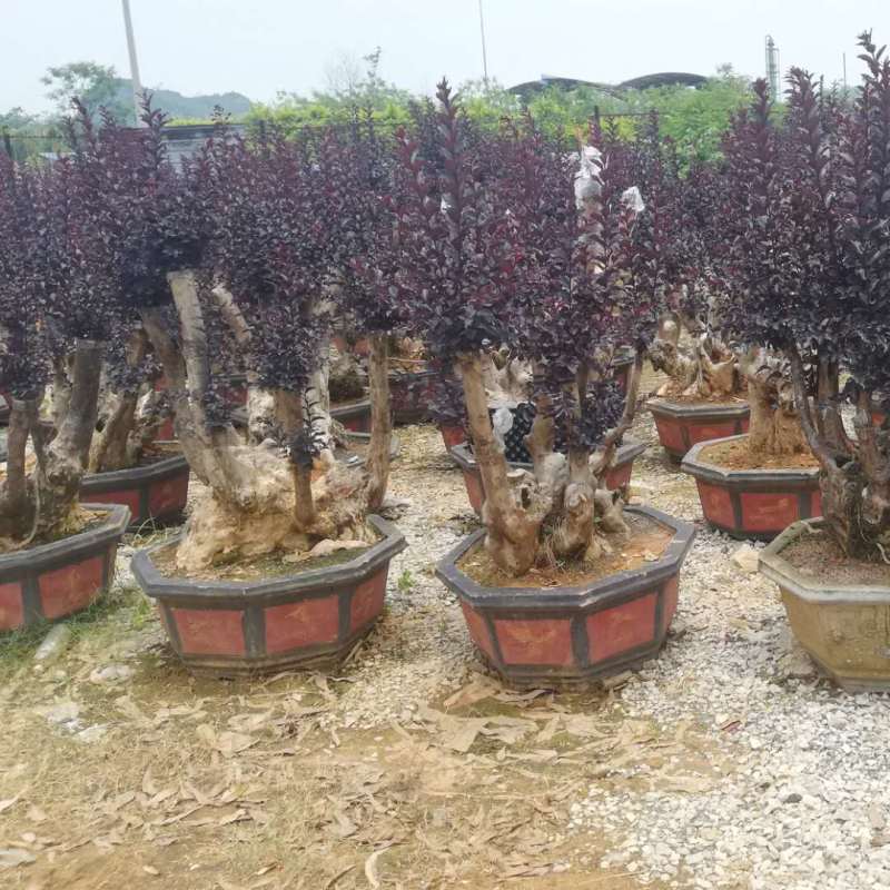 绿化苗木，紫薇盆景，紫薇桩，紫薇，百日红