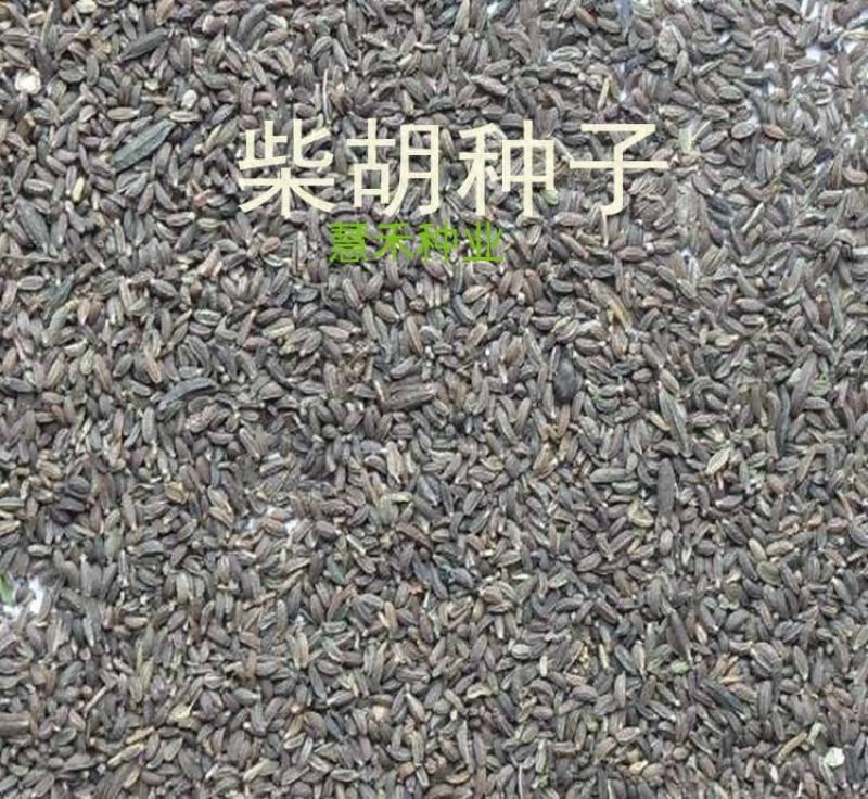 新采柴胡种子中药材种子中草药种籽地熏茈胡山菜茹草