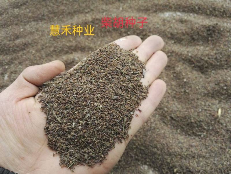 新采柴胡种子中药材种子中草药种籽地熏茈胡山菜茹草