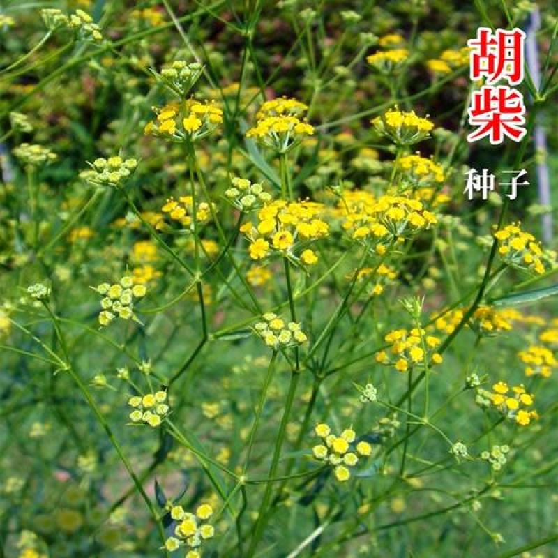 新采柴胡种子中药材种子中草药种籽地熏茈胡山菜茹草
