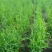 新采柴胡种子中药材种子中草药种籽地熏茈胡山菜茹草