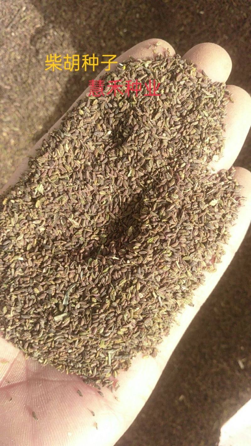 新采柴胡种子中药材种子中草药种籽地熏茈胡山菜茹草