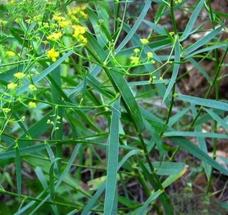 新采柴胡种子中药材种子中草药种籽地熏茈胡山菜茹草