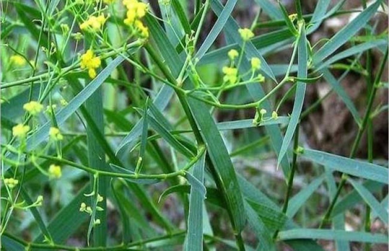 新采柴胡种子中药材种子中草药种籽地熏茈胡山菜茹草