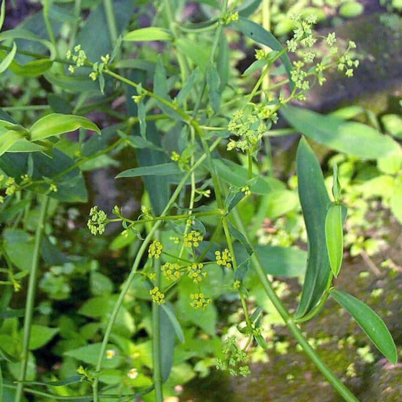 新采柴胡种子中药材种子中草药种籽地熏茈胡山菜茹草