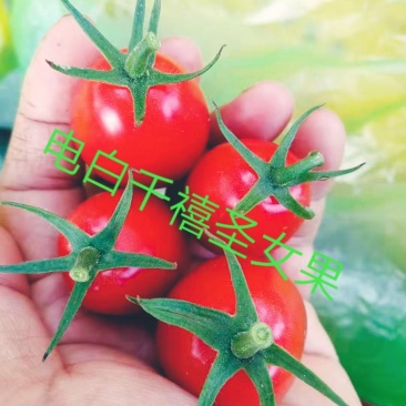 广东-电白正宗老千禧圣女果产地供货:电商·社区•商超市场