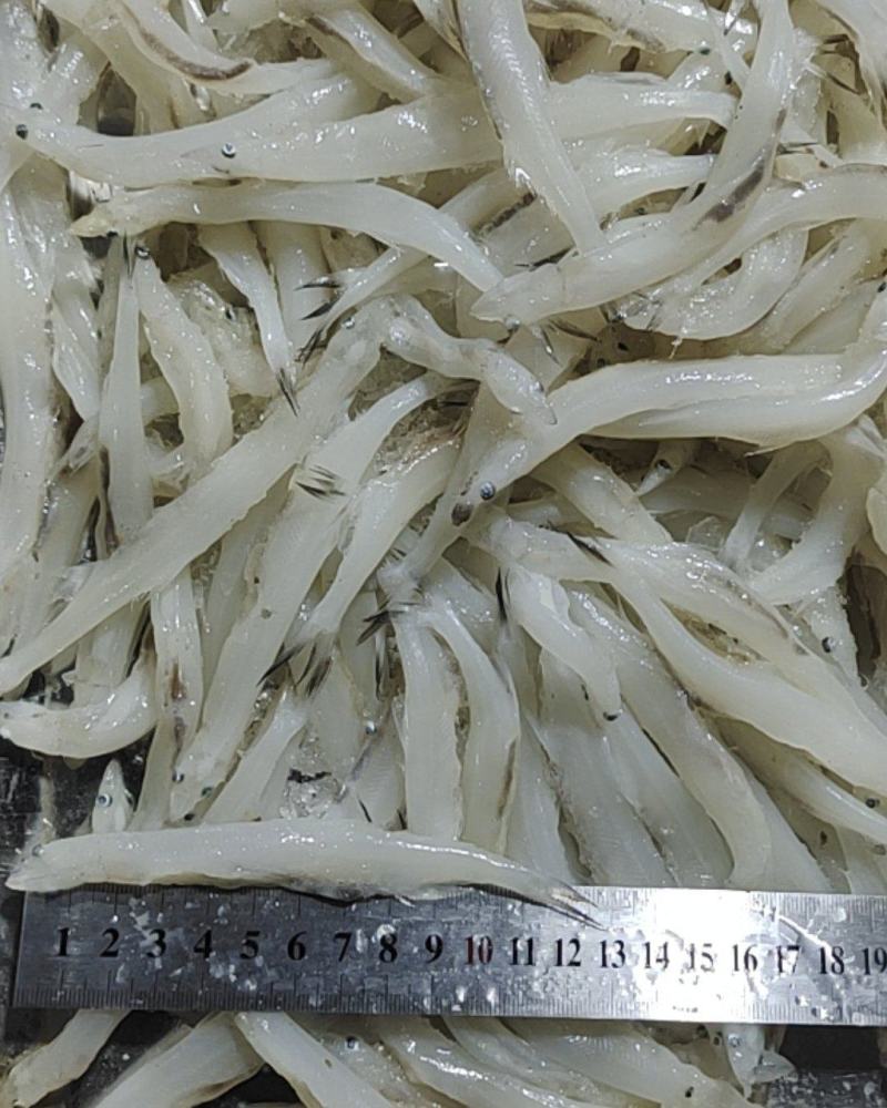 速冻大银鱼，十二到十四公分，一板三斤，净重2.8斤