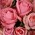 多头玫瑰花，云南鲜花基地直销，颜色齐全，保质保量