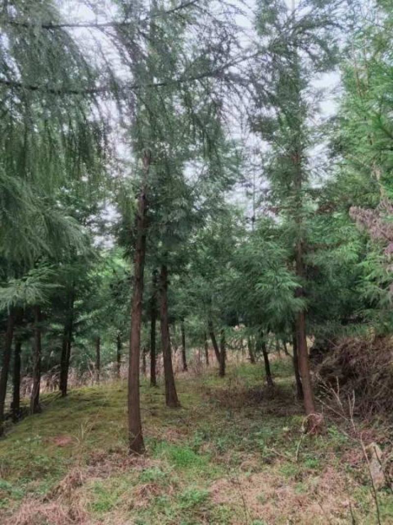 水杉水杉树湖北基地直供