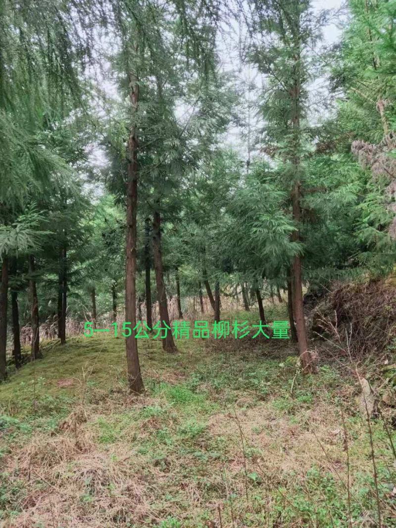 水杉水杉树湖北基地直供