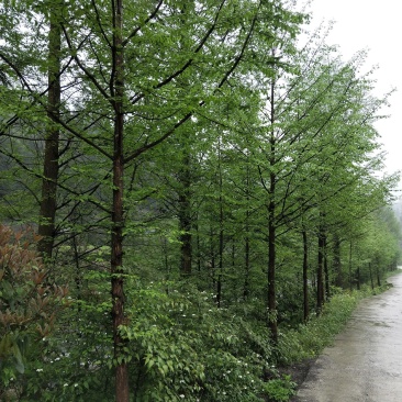 水杉水杉树湖北基地直供